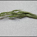 Bromus mollis
