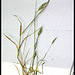 Bromus mollis