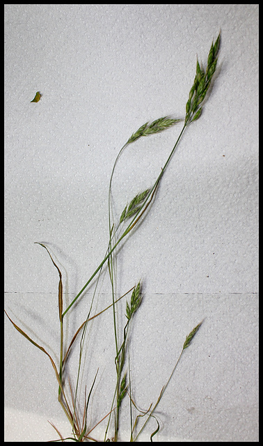 Bromus mollis