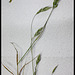 Bromus mollis