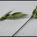 Bromus mollis