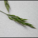 Bromus mollis