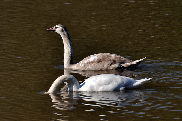 EVETTE SALBERT: Un Cygne.