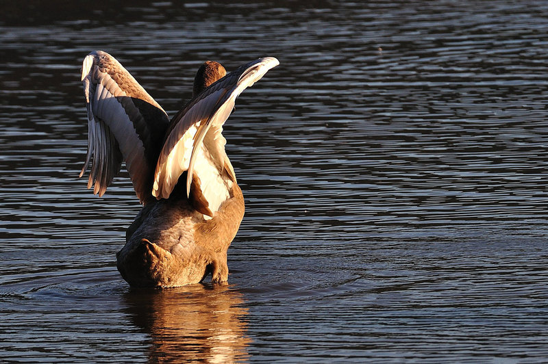 EVETTE SALBERT: Un Cygne.