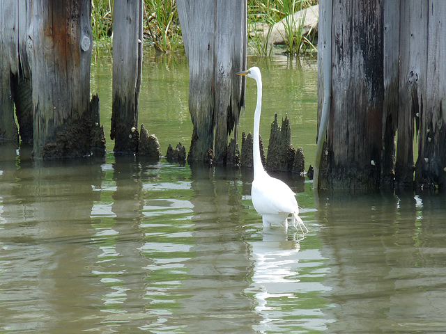 egret