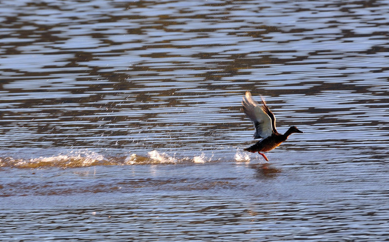 EVETTE SALBERT: Un Canard au decollage...