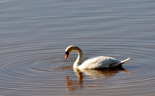 EVETTE SALBERT: Un Cygne.