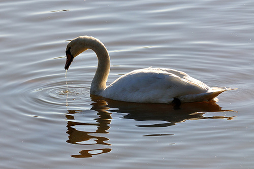 EVETTE SALBERT: Un Cygne.