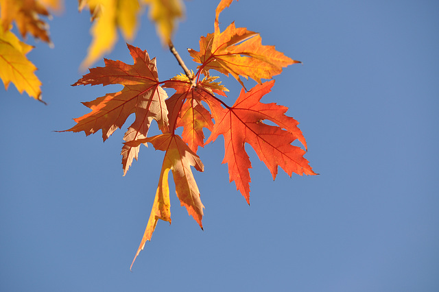 BELFORT: Couleurs d'automne.