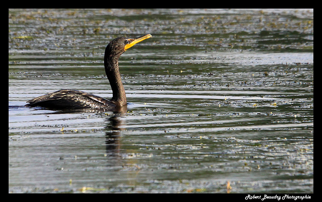 Cormoran à aigrettes