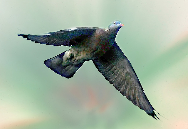 Wood pigeon in flight.