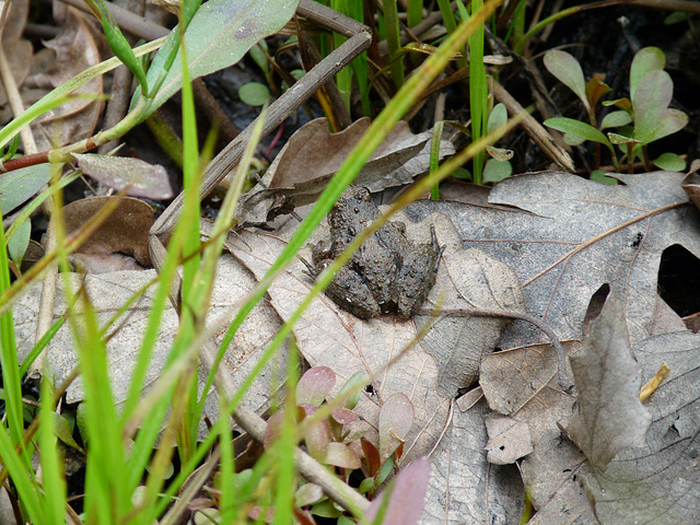 tiny frog is tiny