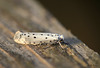 Orchard Ermine