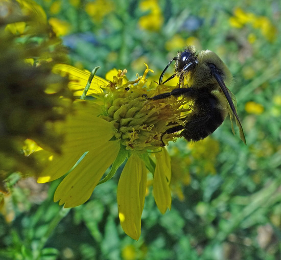 Bumble Bee on Sunflower