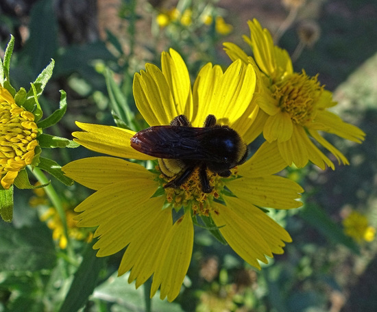 Bumble Bee on Sunflower