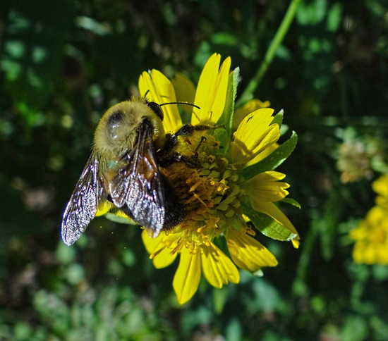 Bumble Bee on Sunflower