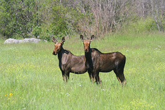 Two Cow Moose