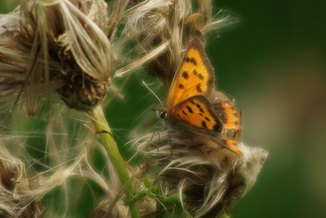 Small Copper