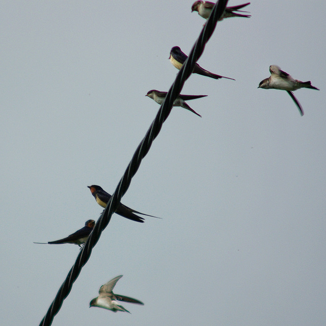 Swallows and House Martins
