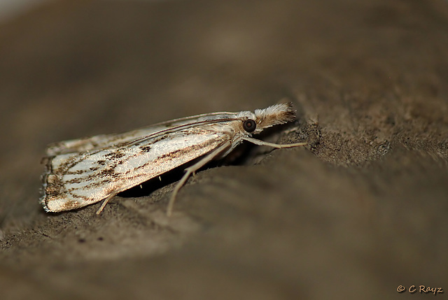 Catoptria falsella