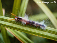 1986 WM Lymantrid Caterpillar
