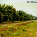 1986 WM Palm Oil Plantation