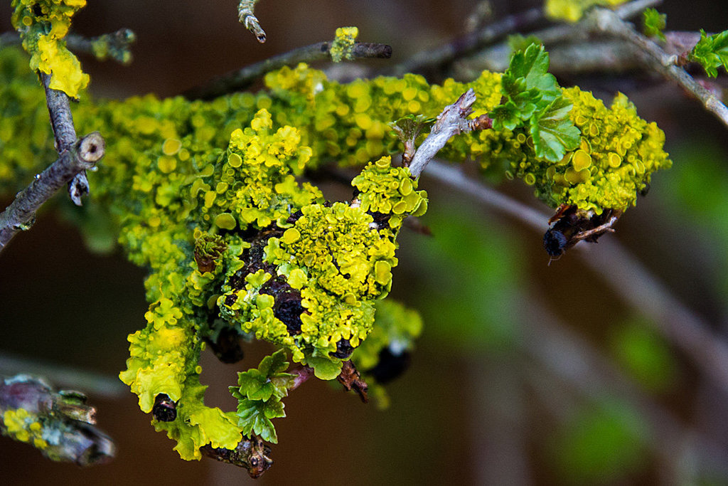 20140315 0868VRAw [D-LIP] Gewöhnliche Gelbflechte (Xanthoria parietina), Ziegeleimuseum, Lage