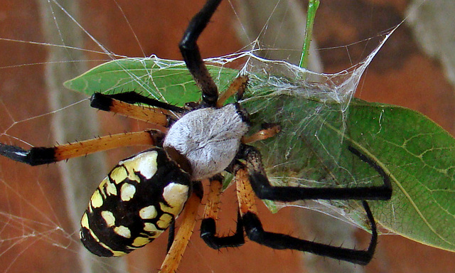 Argiope Auriantia Eating a Katydid