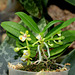 Gastrochilus japonicus (4)