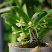 Gastrochilus japonicus (5)