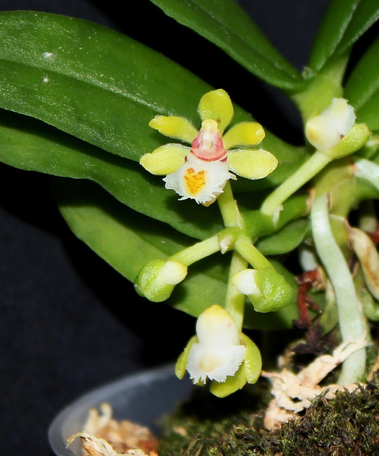 Gastrochilus japonicus (2)