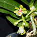 Gastrochilus japonicus (2)