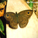1986 WM Satyr Butterfly