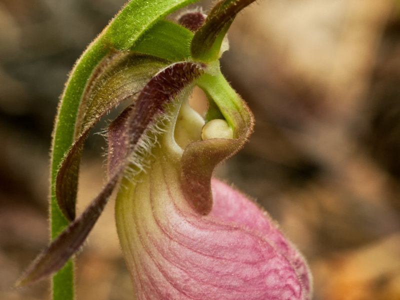 Cypripedium acaule (Pink Lady's-slipper Orchid) EXIT here!