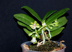 Gastrochilus japonicus (3) Gastrochilus japonicus (3)