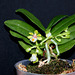 Gastrochilus japonicus (3)