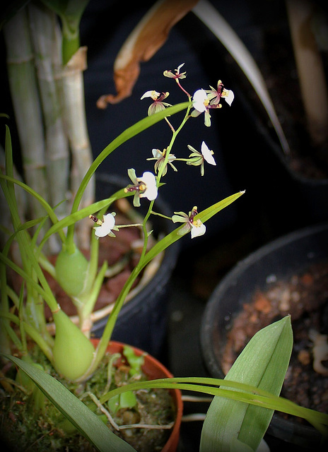 Gomesa radicans - Ornithophora radicans