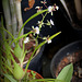 Gomesa radicans - Ornithophora radicans