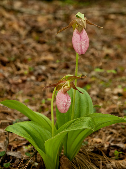 Cypripedium acaule (Pink Lady's-slipper Orchid)