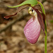 Cypripedium acaule (Pink lady's-slipper orchid)