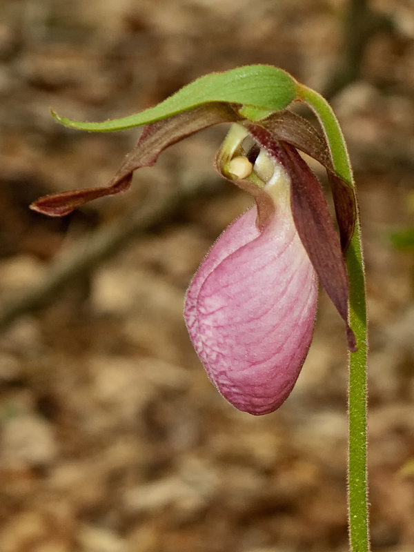 Cypripedium acaule (Pink lady's-slipper orchid)