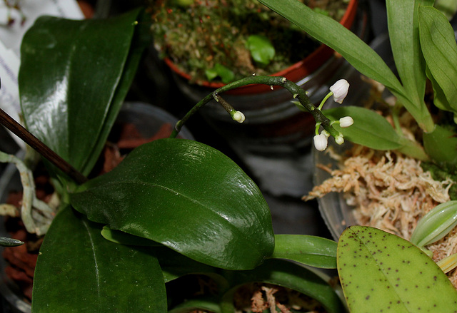 Phalaenopsis deliciosa ssp deliciosa