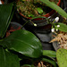 Phalaenopsis deliciosa ssp deliciosa