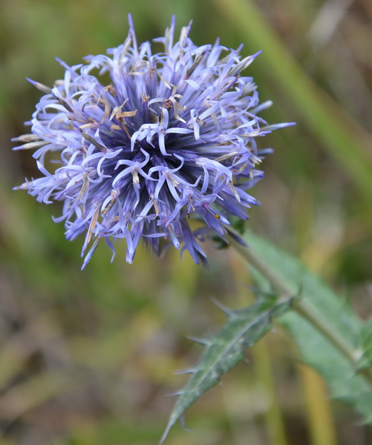 Chardon en fleur