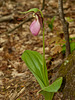 Cypripedium acaule (Pink lady's-slipper orchid)