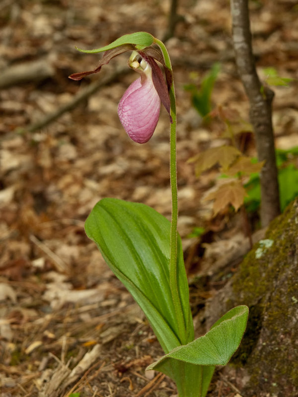 Cypripedium acaule (Pink lady's-slipper orchid)