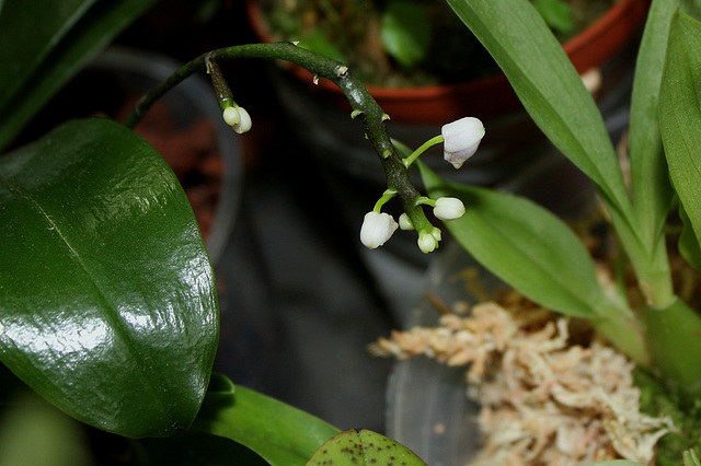 Phalaenopsis deliciosa en boutons