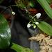 Phalaenopsis deliciosa en boutons