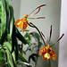 Psychopsis papilio- Envol !!" Hé!! Attends -moi !!"
