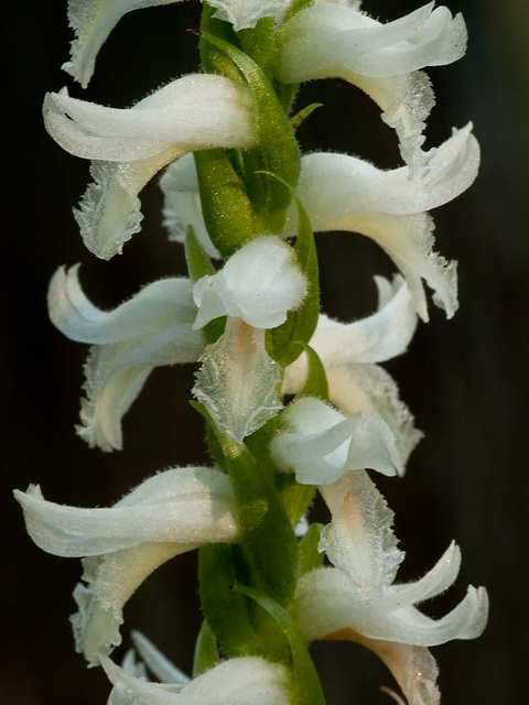 Spiranthes odorata (Fragrant Ladies'-tresses)